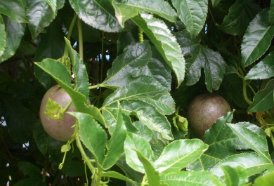 E0200-Stratford-passion-fruit-on-the-vine