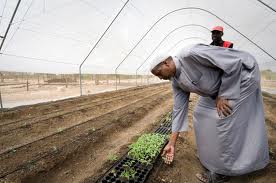 Jara-jara-irrigation-scheme