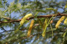 Prosopis-juliflora