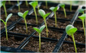 Solar-Grow-1-SG1