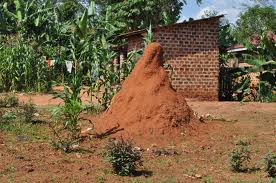 anthill