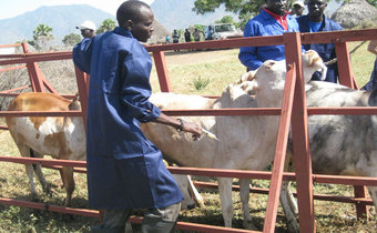 ecf vaccine
