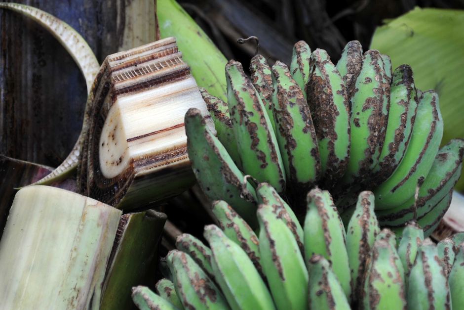 Panama-disease-kenya