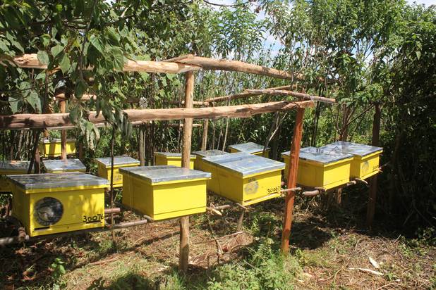 stringless bees