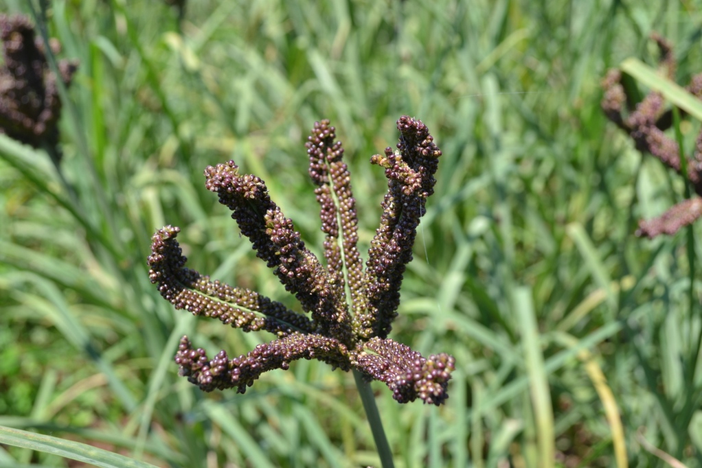Hybrid Finger millet