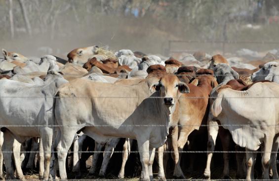livestock market