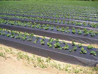 black plastic mulch film