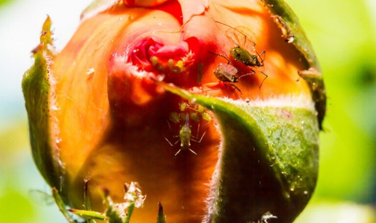 insert flower