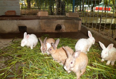 Rabbit Farming