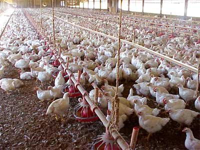 Chicken