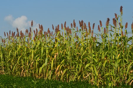 SweetSorghum