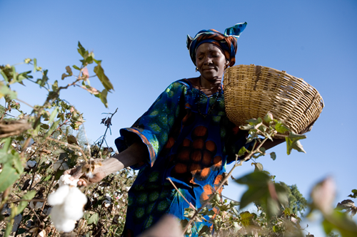 Cotton farmer