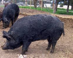 superior pig