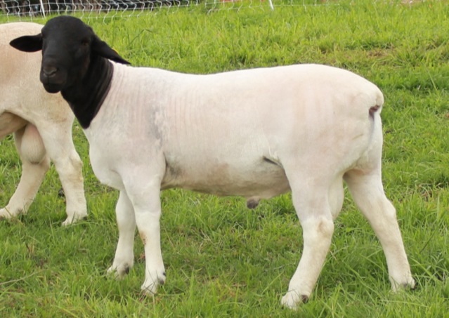 doper sheep