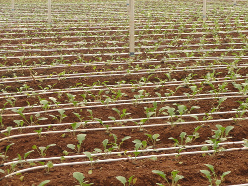 Greenhouse-Drip-Irrigation-System