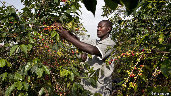 coffeefarminguganda