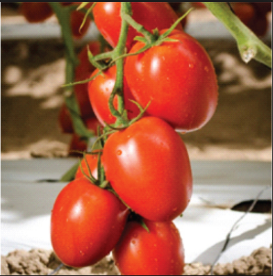 syngenta nyanya.PNG
