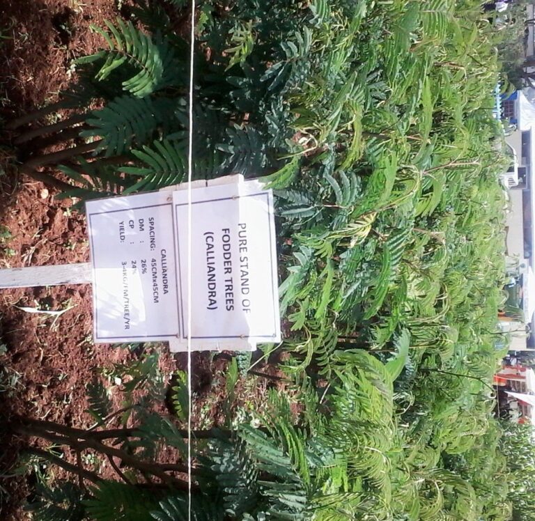 Calliandra.jpg
