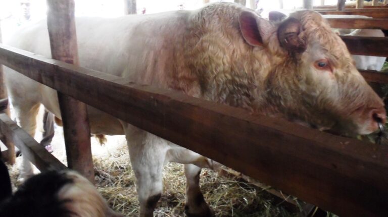 Charolais.JPG