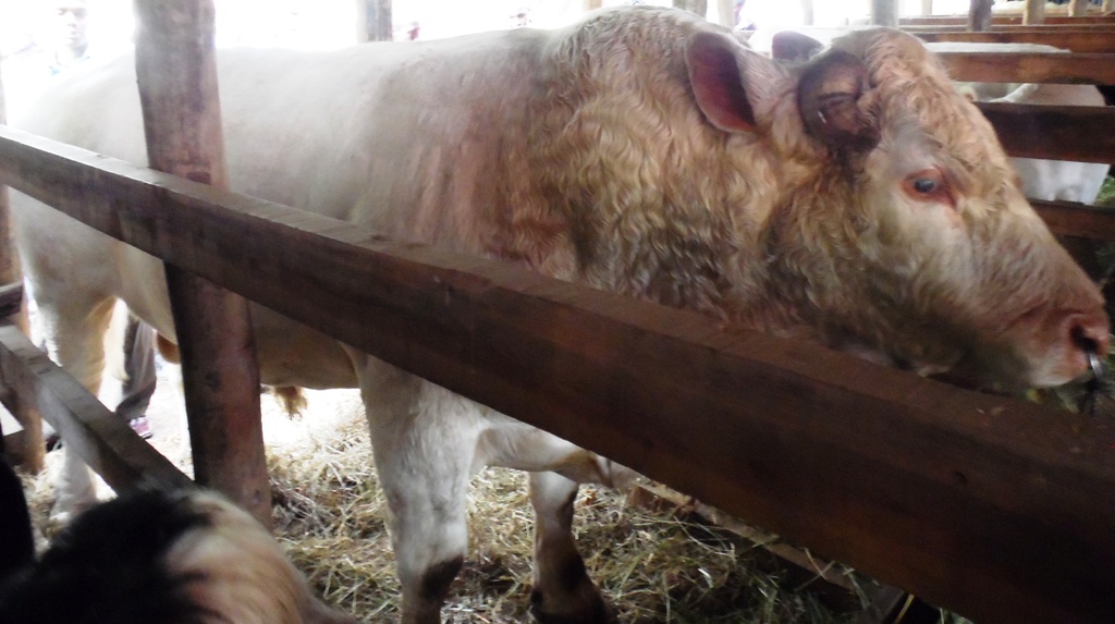 Charolais.JPG