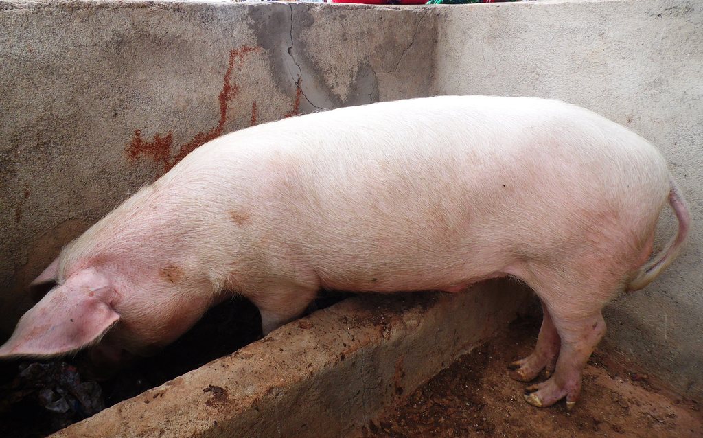 PigMachakos MusyokaLaban.JPG