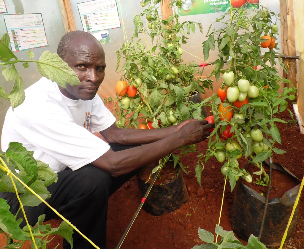 TomatoesPeterOndiekiKisiiLaban.JPG