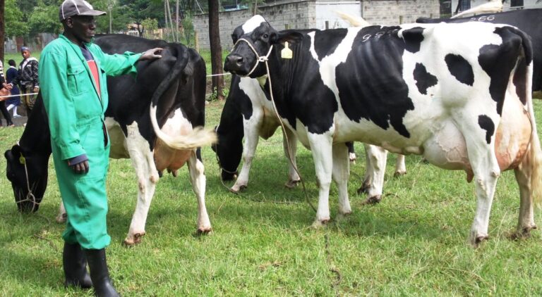 Dairycowsatnakuru2016ASKShow.JPG