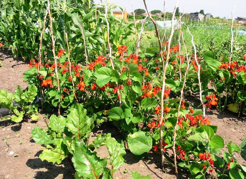 runner-beans-pickwick-dwarfBYGARDENACTION.jpg
