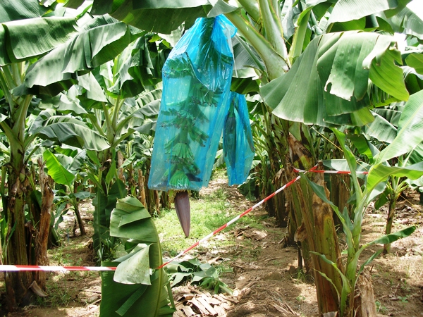 banana bagging-Traditional_bagging_NF.jpg