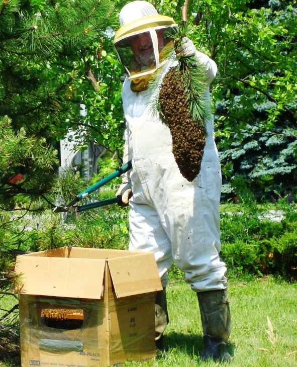 BEES.jpg