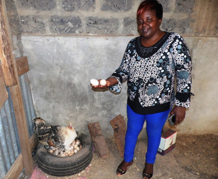 Turky hatching guinea fowl eggs.JPG