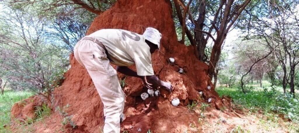 termite hill