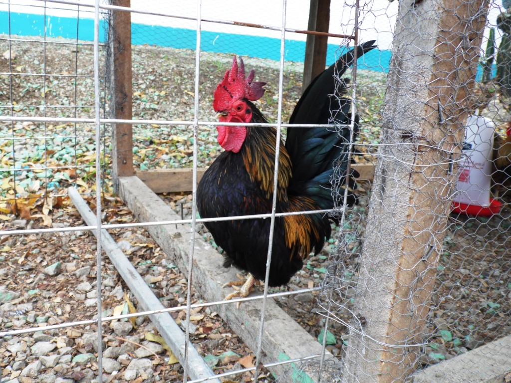 Bantam cock By Laban Robert.JPG