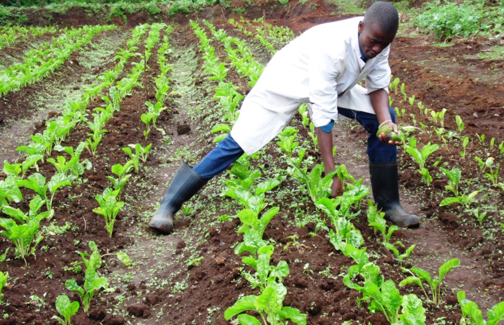 Spinach Nathan Mala Nyambari Kimabu County By Laban Robert edited2