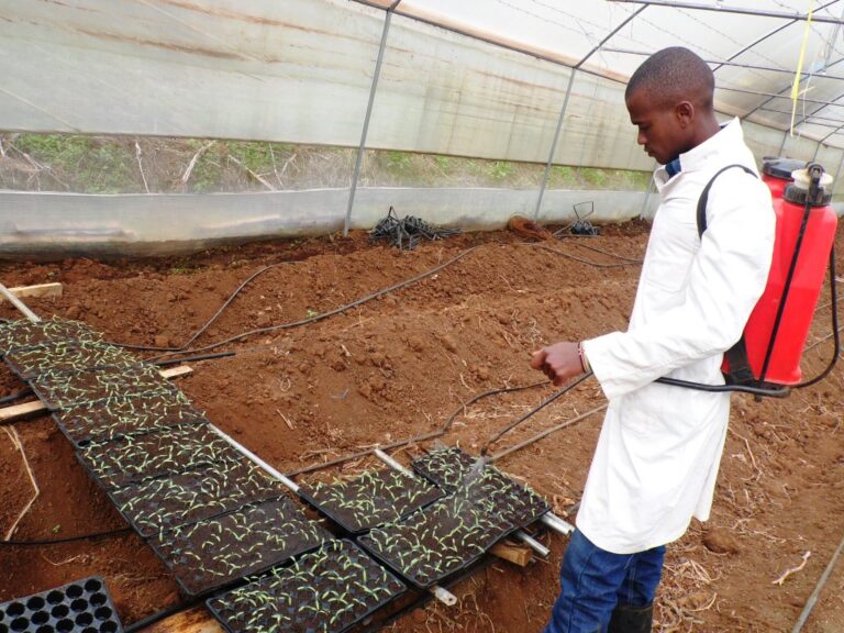 Tomato seedlings Nathan Mala Kiambu County By Laban Robert.JPG