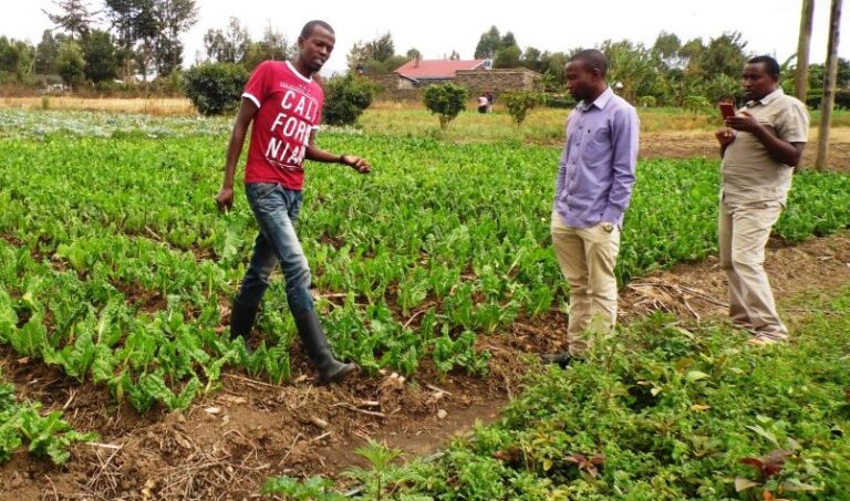 spinach Maingi, Ayieko, Muchai, Nakuru By Laban Robert.JPG