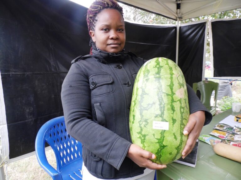 Asali F1 melon.JPG