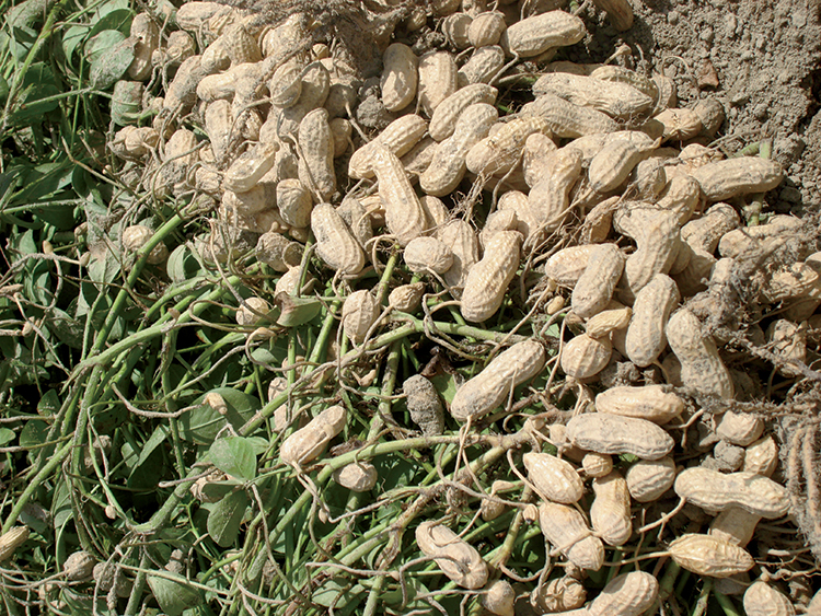 groundnuts.jpg