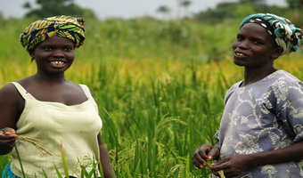 Africa-Rice-Cente.jpeg