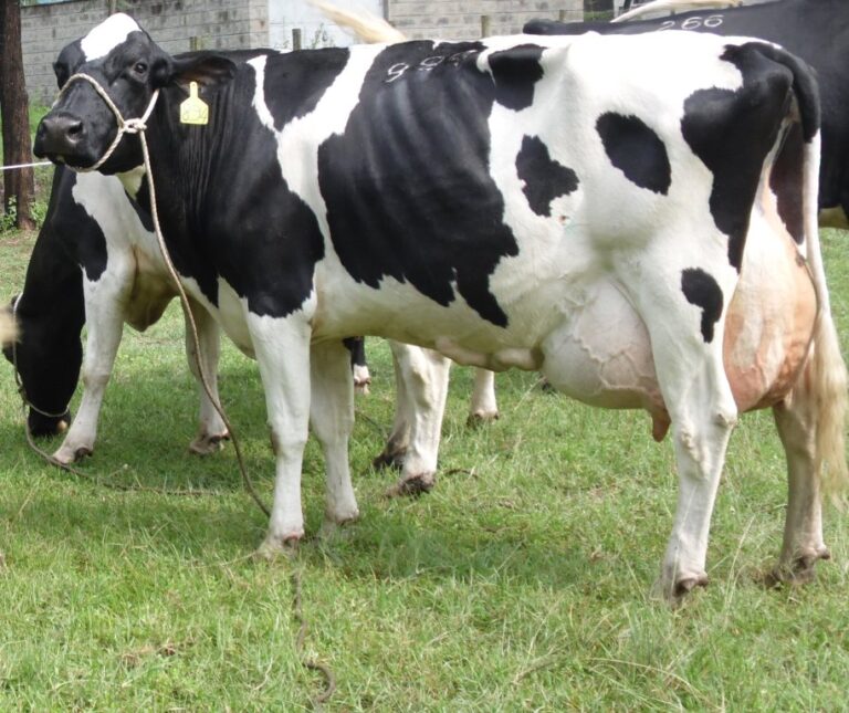 Friesian cow.JPG