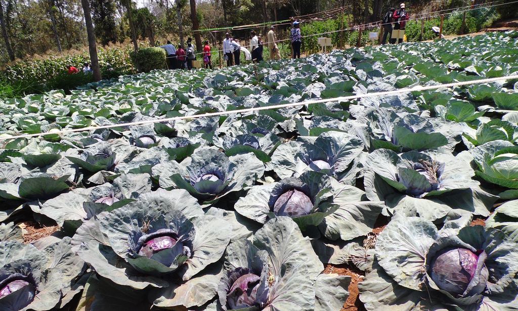 Red cabbage Nyeri, ASK By Laban Robert.JPG