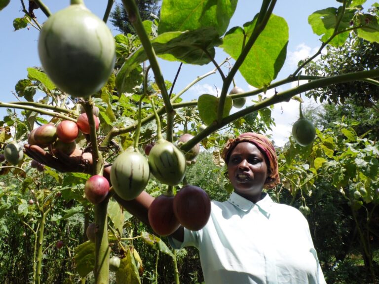 Tamarillo Keziah Kiorio, Nyeri. By Laban Robert.JPG