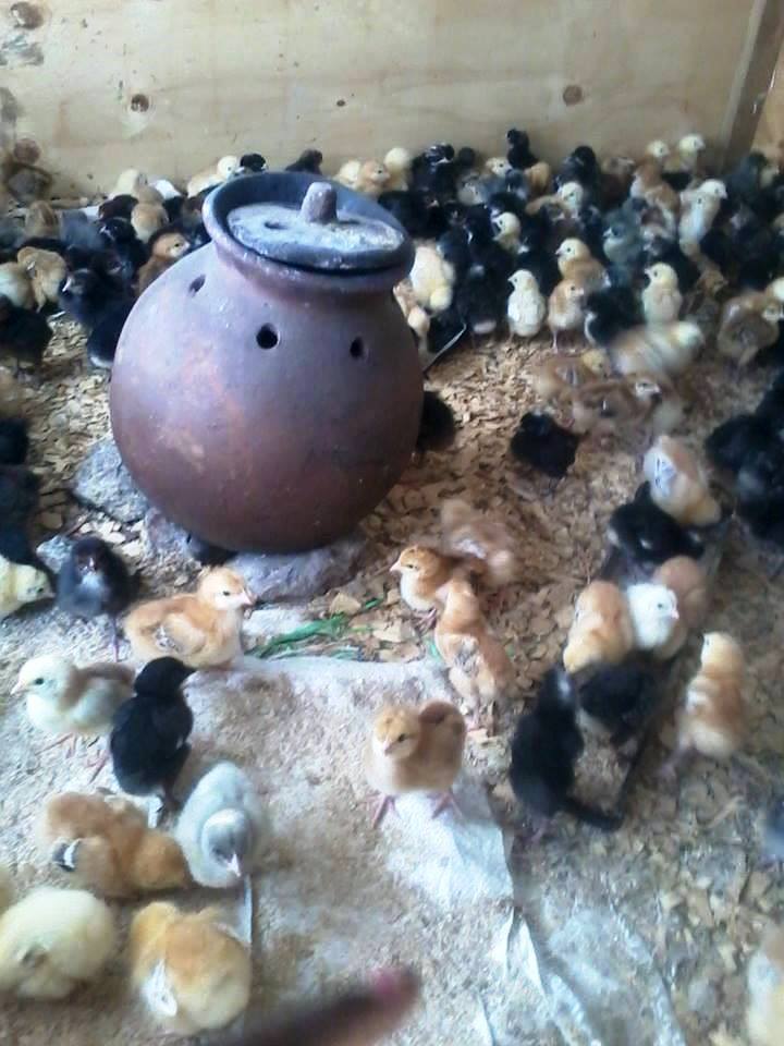 charcoal brooder.jpg
