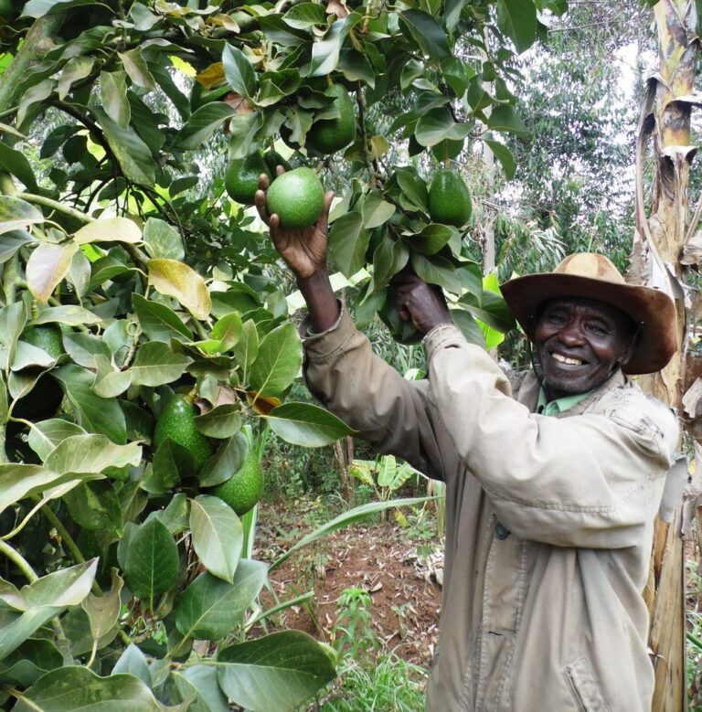AvocadoMuiaKusengaMachakosByLabanRobert.JPG