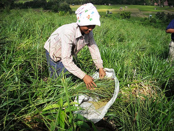 BRACHIARIA.jpg
