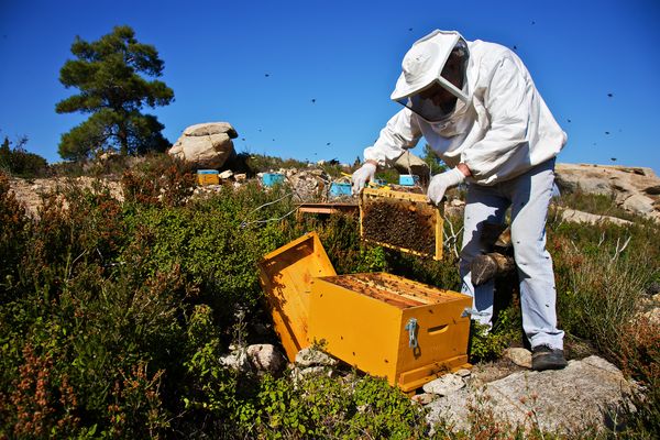 bees.jpg