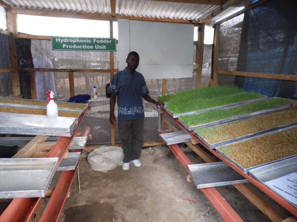 Hydroponic fodder unit Justus Ndwiga Mombasa by Laban Robert.JPG