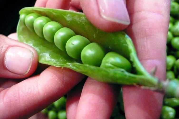 Peas fresh photo by Food52.jpg