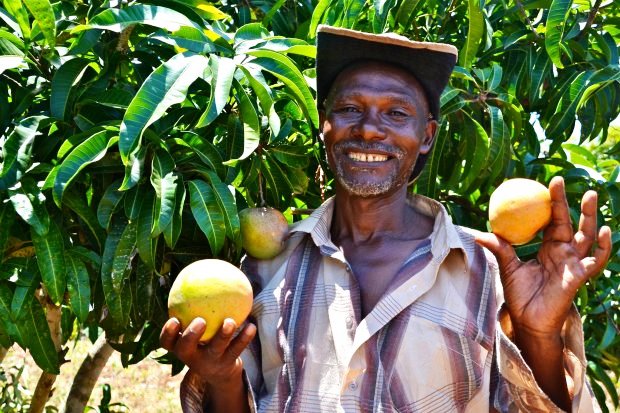 Mango market- CCAFS-Cgiar.jpg