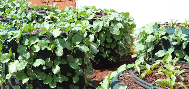 Bag Gardens.jpg